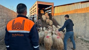Mardin'de depremzede çiftçilere canlı hayvan desteği