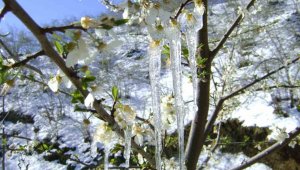 Muğla için zirai don uyarısı