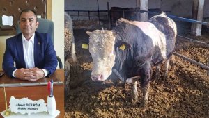 Muhtar, danasını depremzedeler için satışa çıkardı