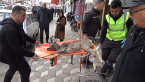 Otomobilin çarptığı karaca tedaviye alındı