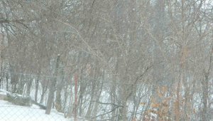 Posof'ta tipi etkili oldu