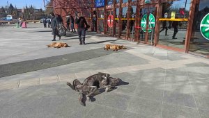 Sevimli dostların güneş keyfi gülümsetti