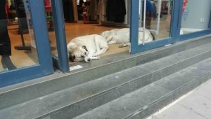 Sokak hayvanları soğuktan böyle korundu