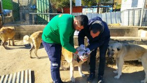 Sokak hayvanlarına sahip çıkıldı