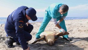 Tekirdağ sahilinde "caretta caretta" ölüsü bulundu