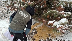 Tunceli'de yaban hayatı için yemleme çalışması