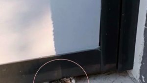 Yaramaz kedi kapının altına sıkıştı