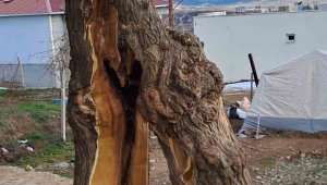 Yaşanan depremde ağaç ikiye bölündü