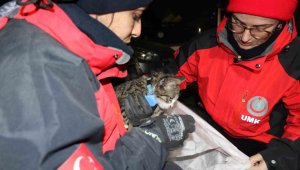 Yavru kedi saatler sonra enkaz altından canlı çıktı