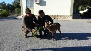 Yavru yaban keçisi, milli parkların maskotu oldu