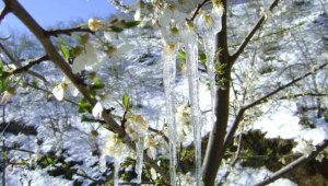 Meteorolojiden zirai don uyarısı