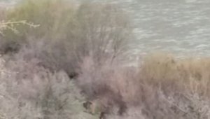 Elazığ'da kış uykusundan uyanan bozayılar kameralara yansıdı