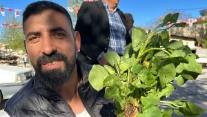 İbn-i Sina'nın önerisi 'kuzu kulağı' her derde deva