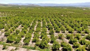 Baskil'de kayısı ağaçları boş kaldı, rekolte yüzde 80 düştü