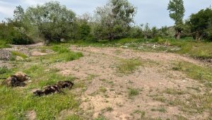 Elazığ'da ağıla giren kurt sürüsü, 21 koyunu telef etti