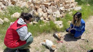 Elazığ'ın genç gönüllülerinden sokak hayvanlarına mama desteği