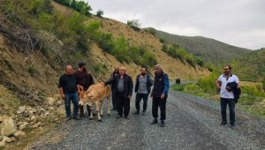 Köylüler uçuruma yuvarlanan ineği el birliğiyle kurtardı