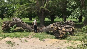 Asırlık dut ağacı ortadan ikiye ayrılıp devrildi