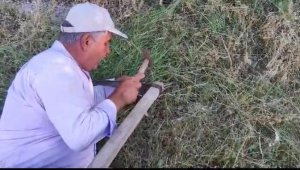 Elazığ'da köylülerin ot biçme mesaisi başladı