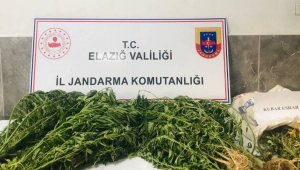 Damla sulama sistemiyle kenevir yetiştiren şüpheli suçüstü yakalandı