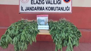 Elazığ'da 462 kök kenevir bitkisi ele geçirildi