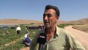 Aracılara isyan eden tarla sahibi halka seslendi, "Gelin tarladan 4 liraya alın"