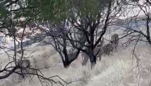 Elazığ'da dağ keçileri sürü halinde görüntülendi