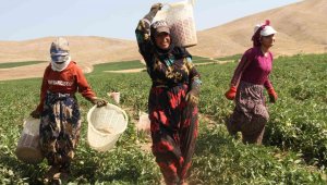 Kavurucu sıcak altında tarlada ekmek mücadelesi