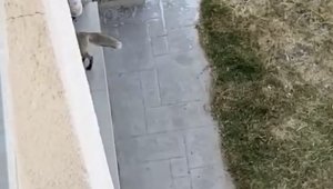 Şehir merkezine inen tilki eve girdi