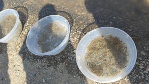 Yavru siraz balıkları baraj gölüne bırakıldı