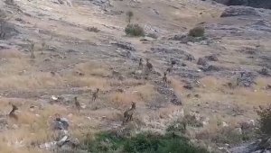 Dağ keçileri sürü halinde Harput'ta görüntülendi