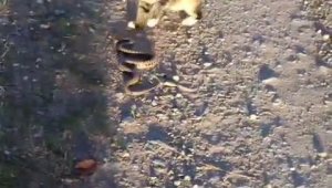 Kediyle yılanın kavgasının galibi kedi oldu