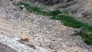 Koruma altındaki dağ keçileri Harput'ta görüntülendi