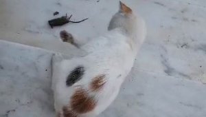 'Kedinin fareyle oynadığı gibi oynamak' deyimi gerçek oldu