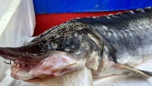 Dinozorlar döneminden günümüze gelen bu balığın havyarı 2 milyon lira