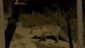Elazığ'da aç kalan tilki şehir merkezine indi, o anlar kamerada