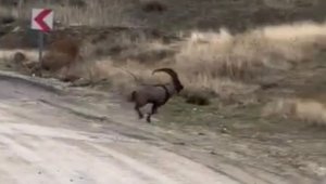 Elazığ'da çengel boynuzlu dağ keçisi görüntülendi