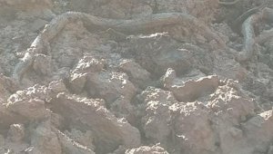 Elazığ'da su kuyusu kazısında, 3 metrelik yılan çıktı