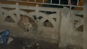 Elazığ'da başı duvara sıkışan köpeği itfaiye kurtardı
