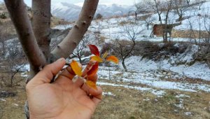Elazığ'da elma ağacı mevsimleri şaşırdı, kış ayında yaprak verdi
