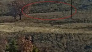 Elazığ'da yiyecek arayan domuz sürüsü görüntülendi