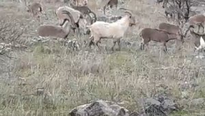 Elazığ'da dağ keçileri görüldü