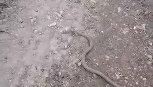 Elazığ'da vatandaşın yılanla diyaloğu gülümsetti