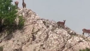 Dağ keçileri sürü halinde Harput'ta görüntülendi