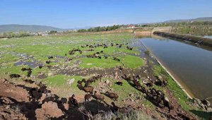 Elazığ'a bahar geldi, koyun sürüleri otlağa indi