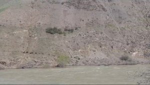 Elazığ'da domuz sürüsü görüntülendi