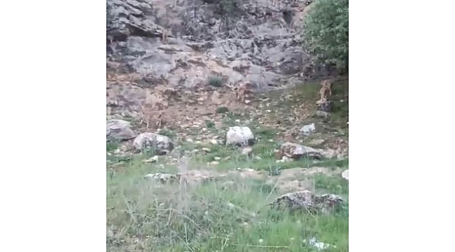 Elazığ'da koruma altındaki dağ keçileri sürü halinde görüntülendi