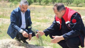 Elazığ'da dikimi yapılan 'Amerikan Tuz Çalısı' başarılı oldu