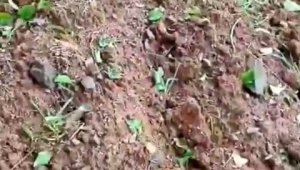 Elazığ'da dolu yağışı kayısı bahçelerine zarar verdi
