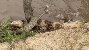 Elazığ'da koca engerek yılanı görüntülendi